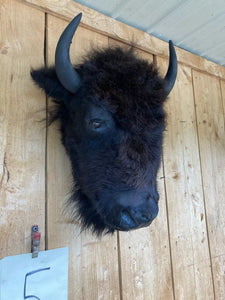 Real Buffalo / Bison Head Taxidermy Mount New Neck Mount (you Get One Pictured)