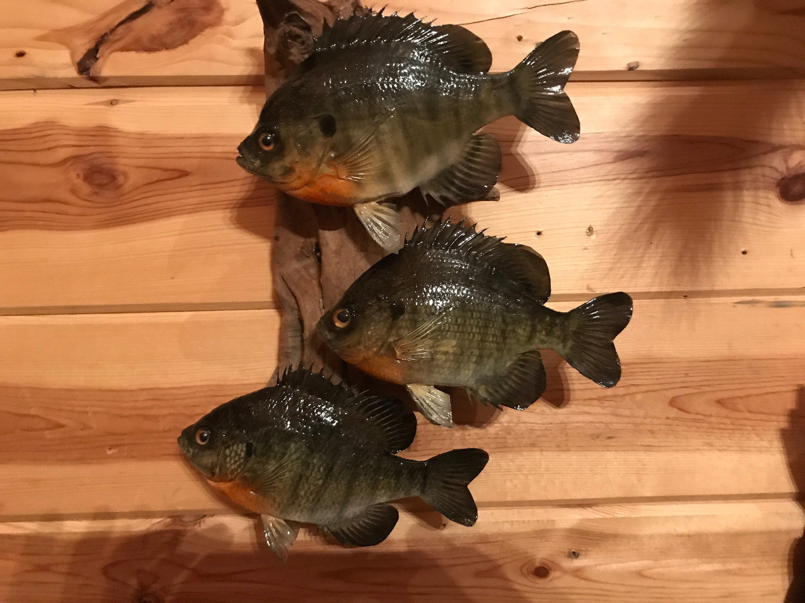 Beautiful Sunfish Bluegill Panfish Small Fish Taxidermy Wall Mount Art Wildlife