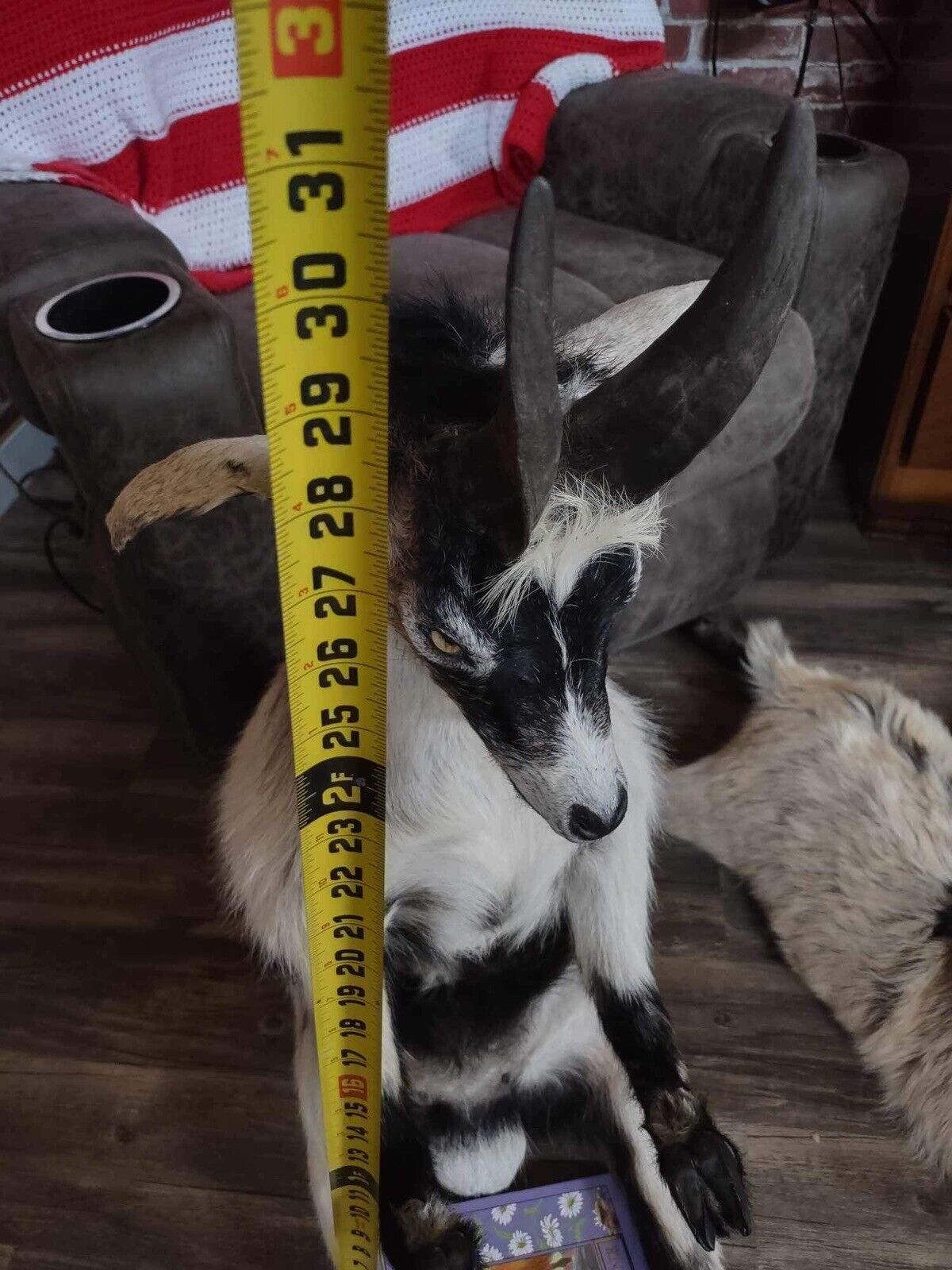 Real Beautiful Billy Goat Taxidermy Mount