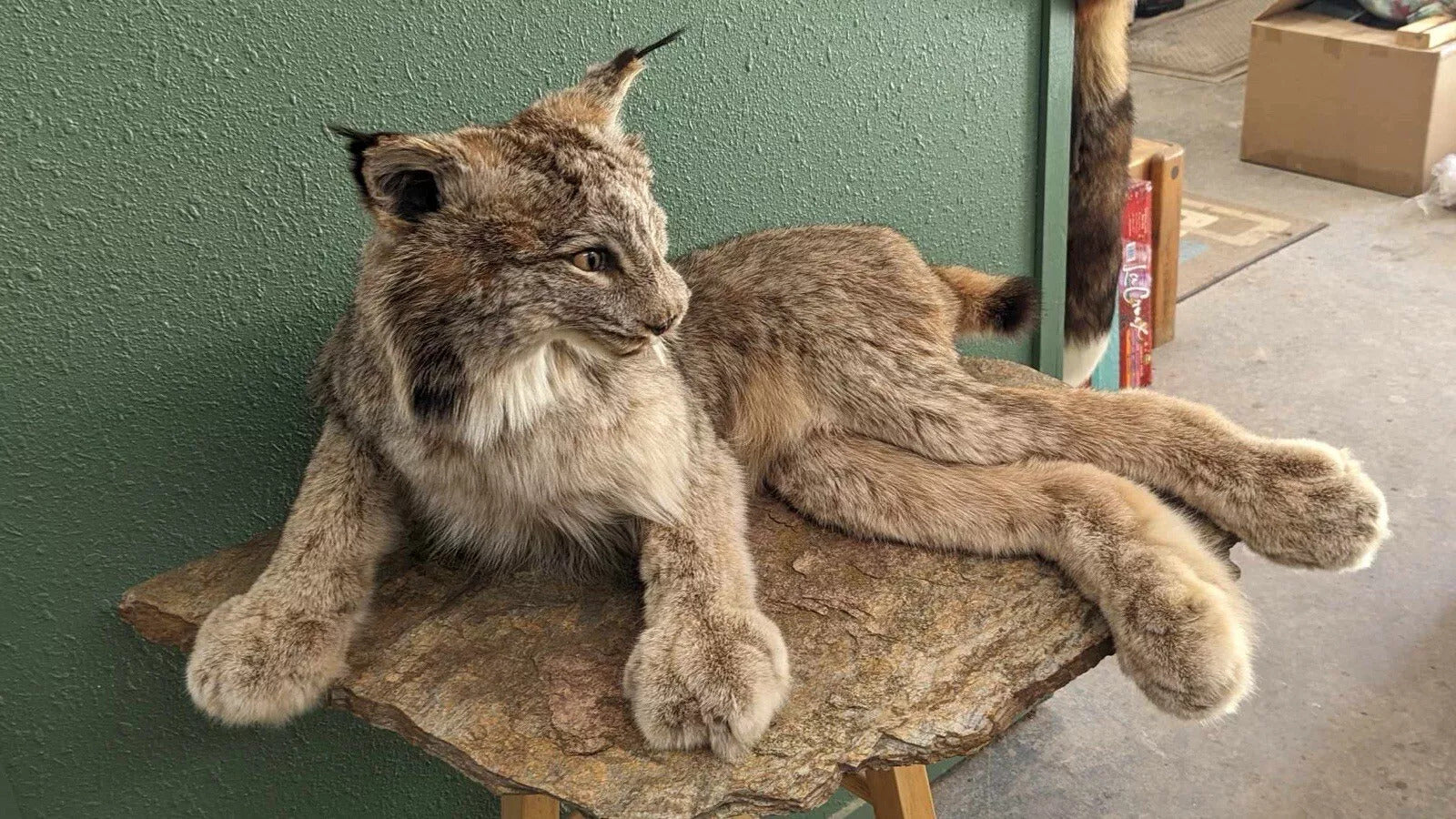 Alaskan Lynx Taxidermy Full Body Mount Prime Fur