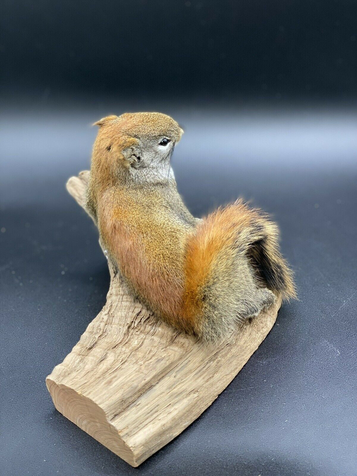 Beautiful Adorable Red Squirrel Small Animal Taxidermy Mount Art Wildlife