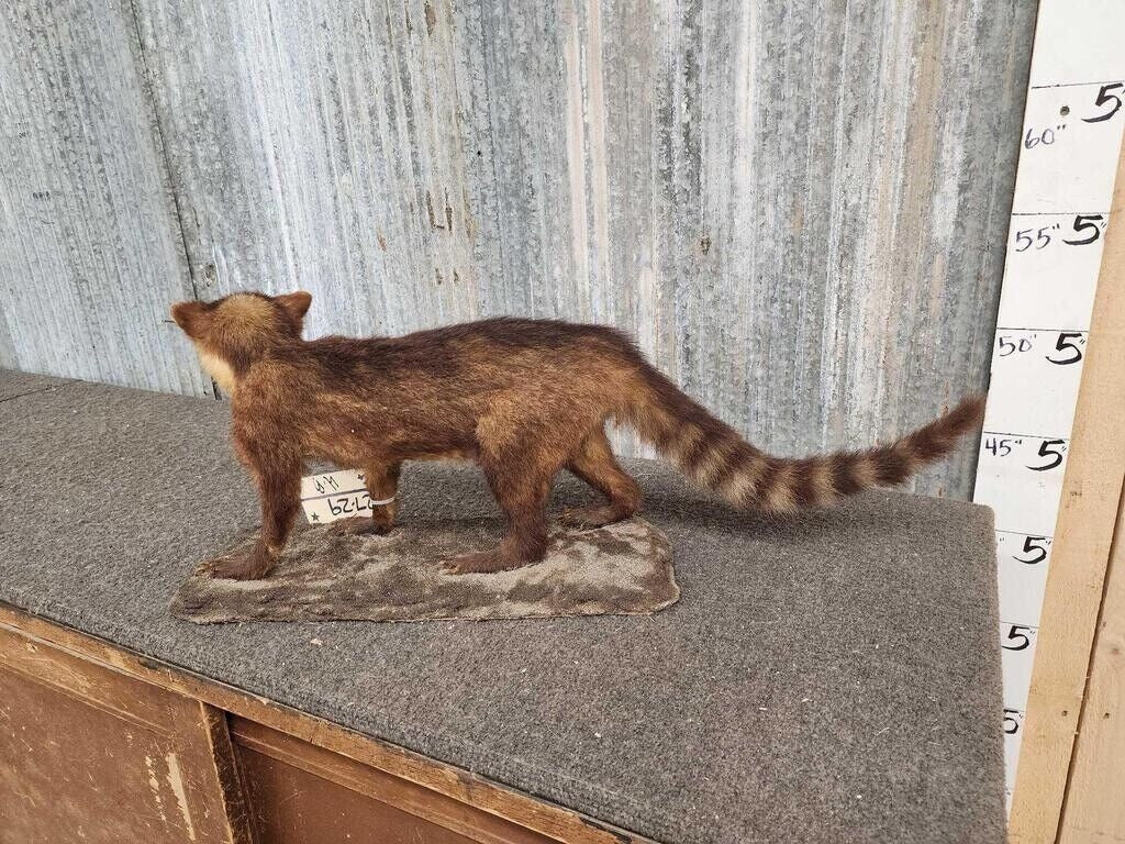 juvenile coatimundi taxidermy mount full body