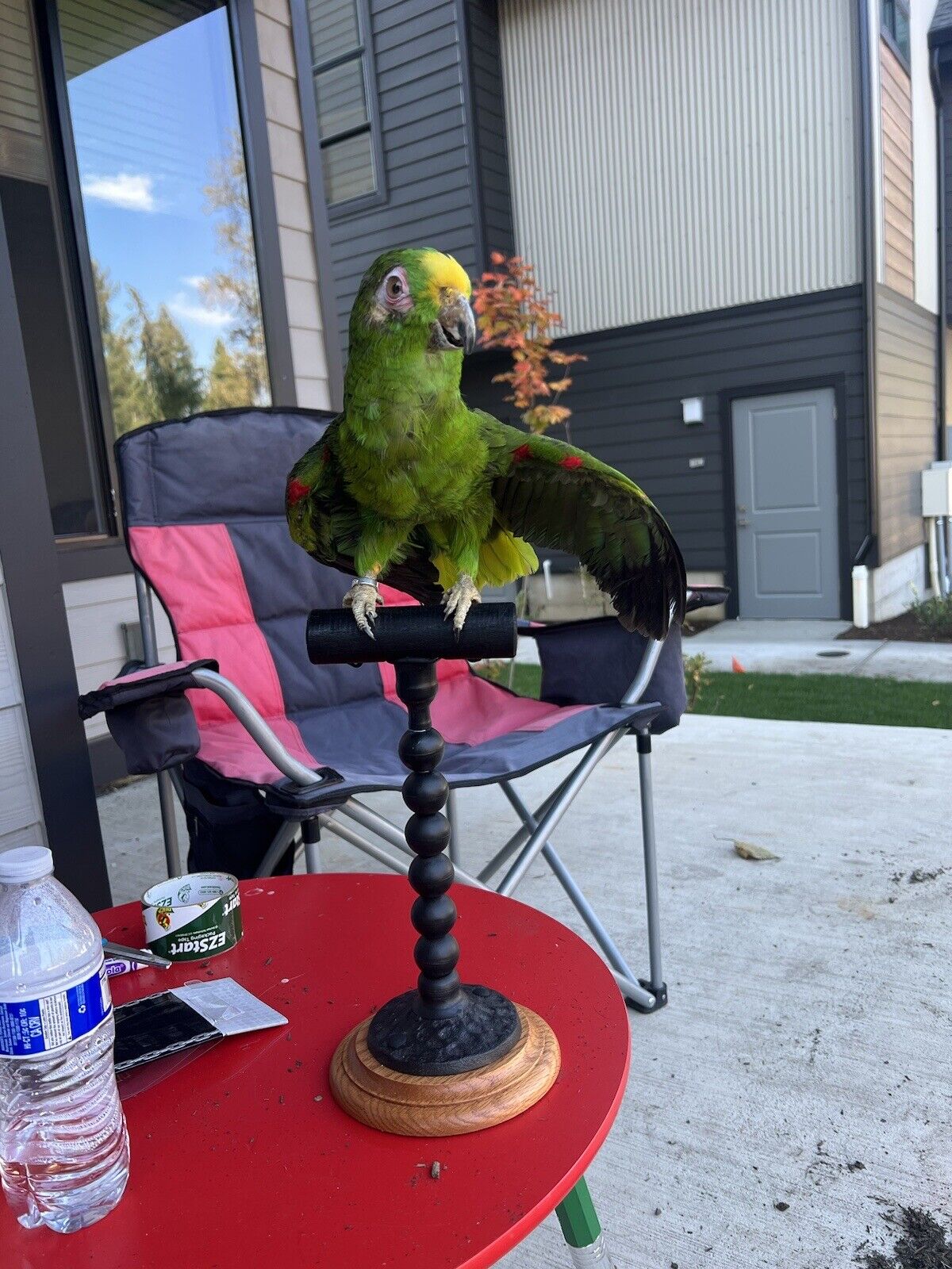 yellow crowned amazon Parrot Taxidermy Mount