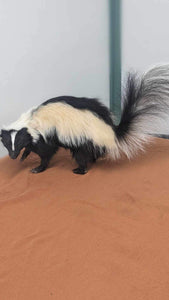 Large Prime Skunk Taxidermy Mount