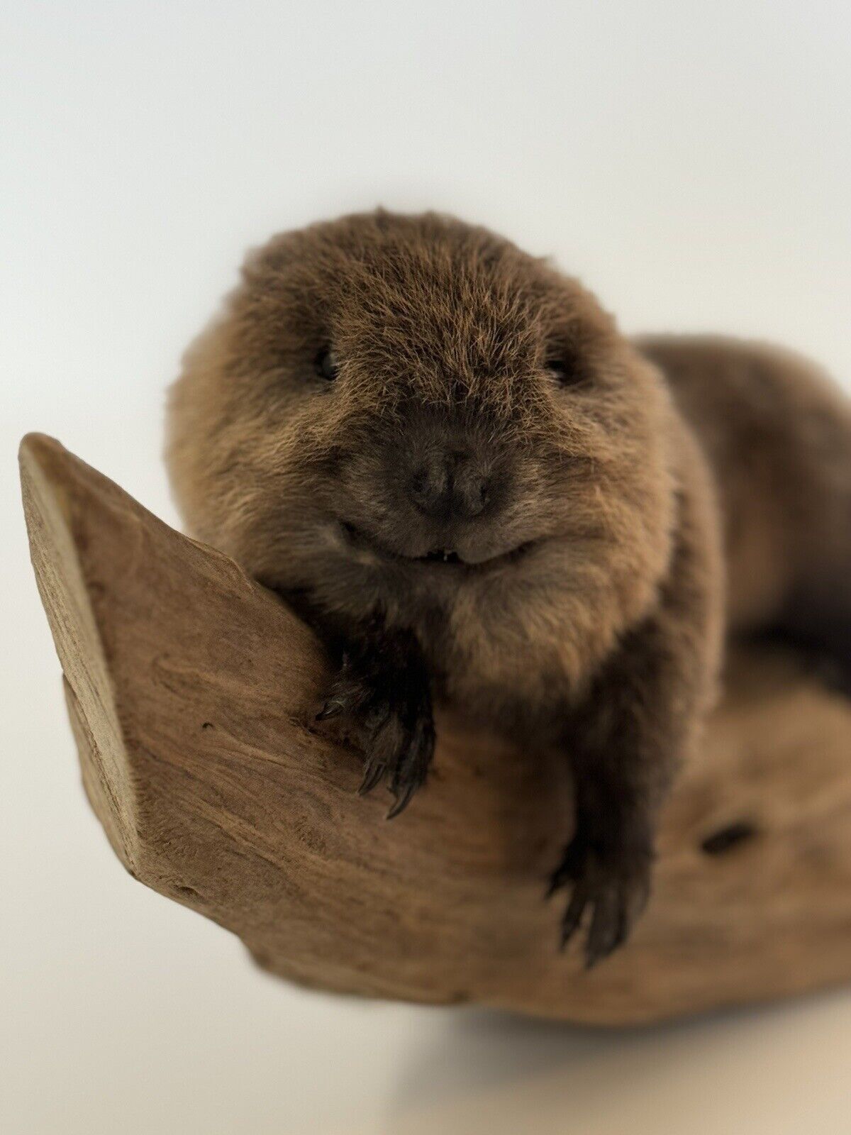 Beautiful Adorable Baby Beaver Kit Taxidermy Mount Art Wildlife #1