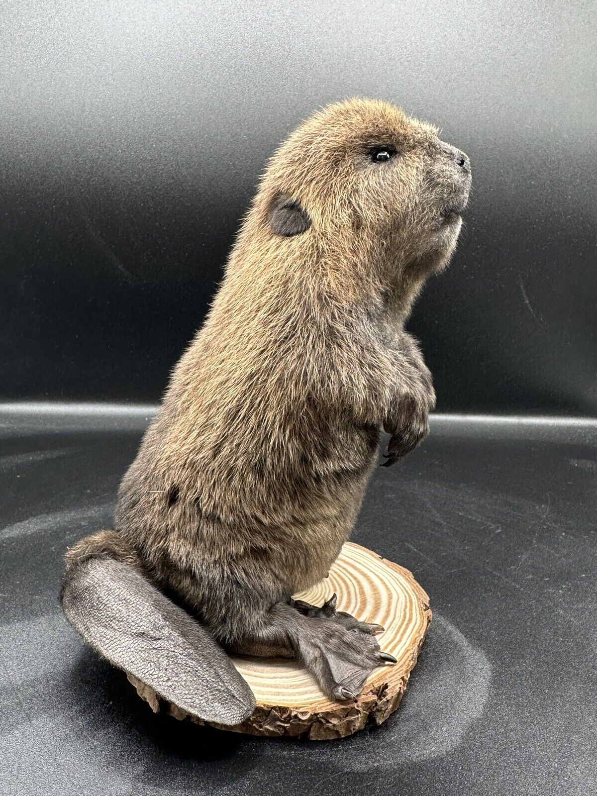 Beautiful Adorable Baby Beaver Kit Taxidermy Mount Art Wildlife 12C