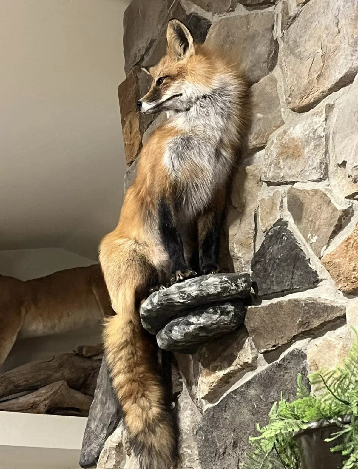FHWASIM1 - Red Fox Taxidermy Full Body Mount Cabin Camp Man Cave Home Decor NEW!