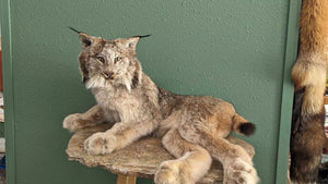 Alaskan Lynx Taxidermy Full Body Mount Prime Fur