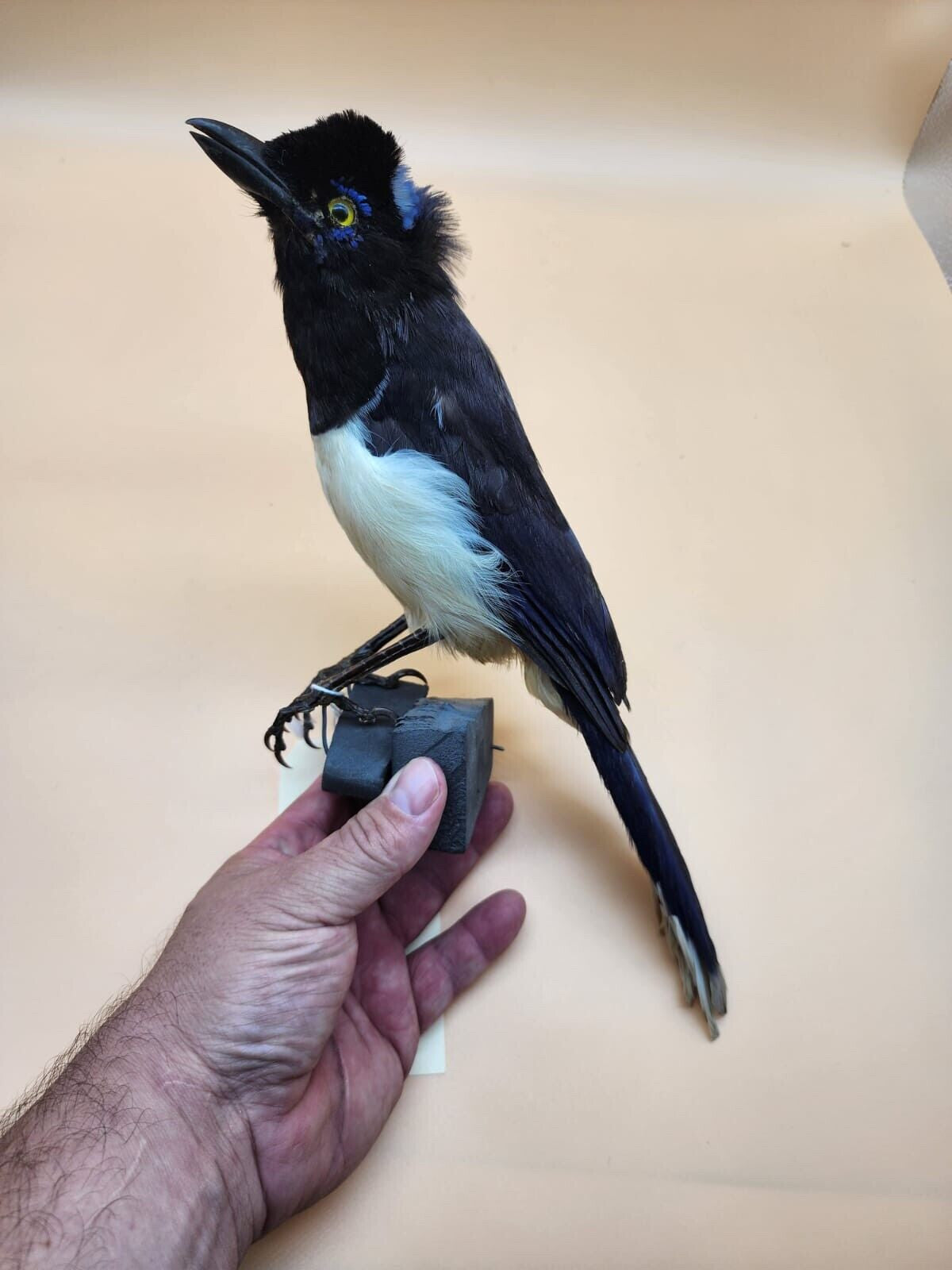 Plush crested jay Bird Mount Taxidermy