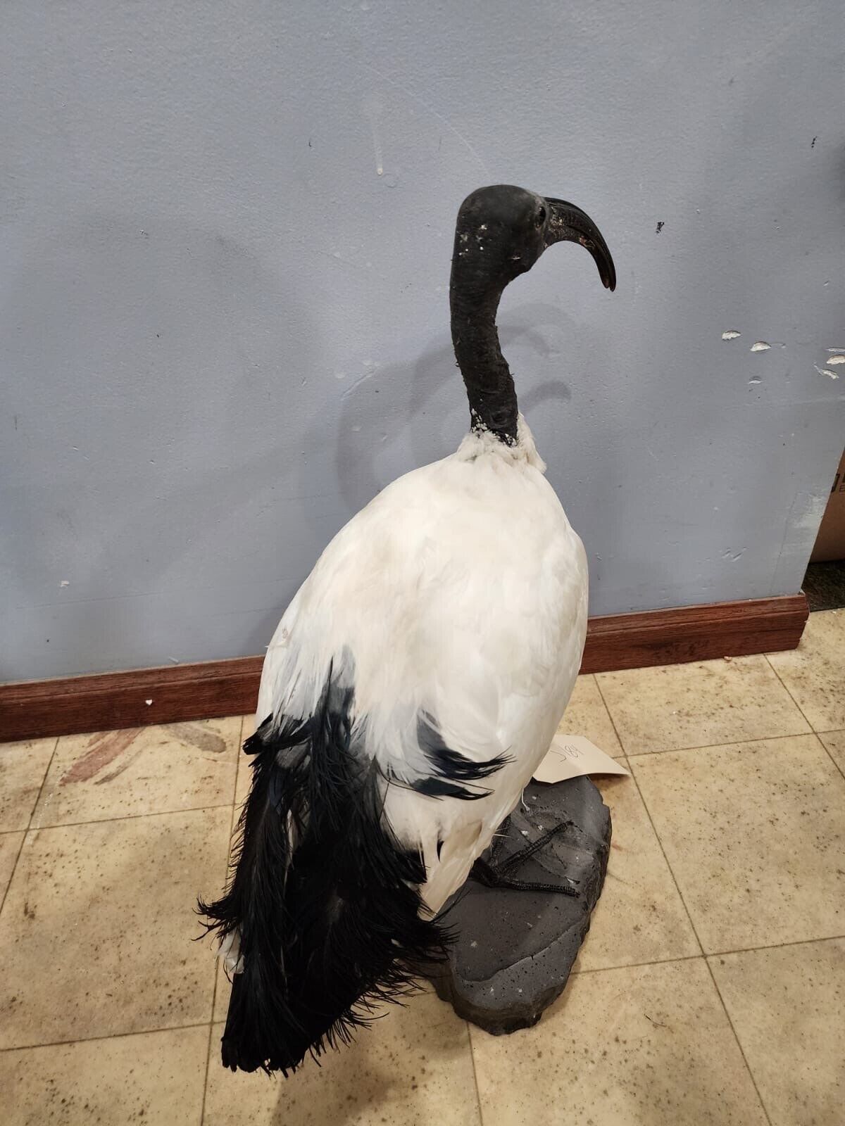 Real African sacred ibis (Threskiornis aethiopicus) full mount with base