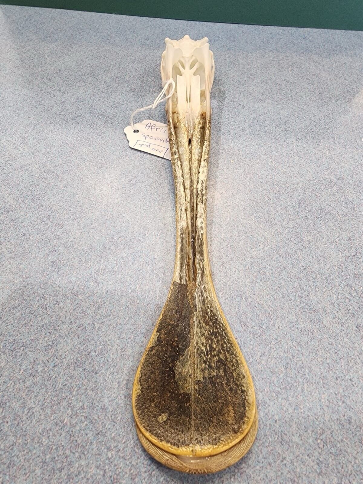 Real African spoonbill Bird Skull Taxidermy Sk1