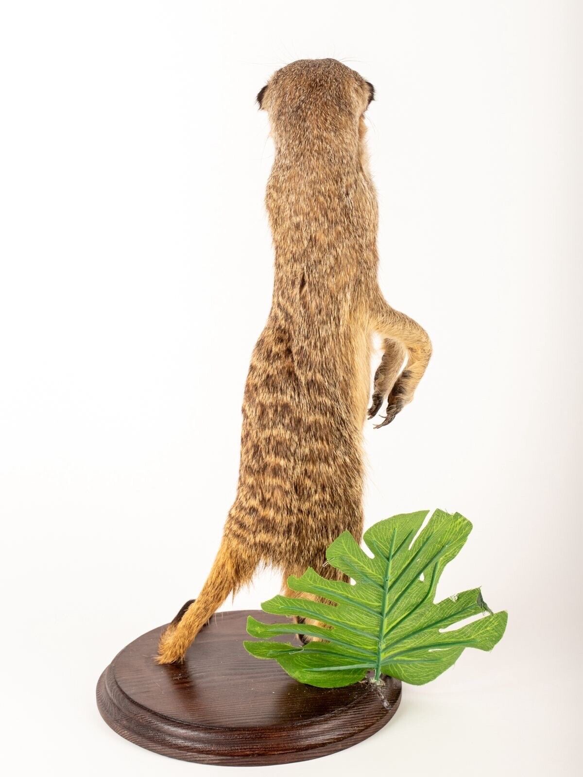 Rare Meerkat / Suricate Real Taxidermy Mount