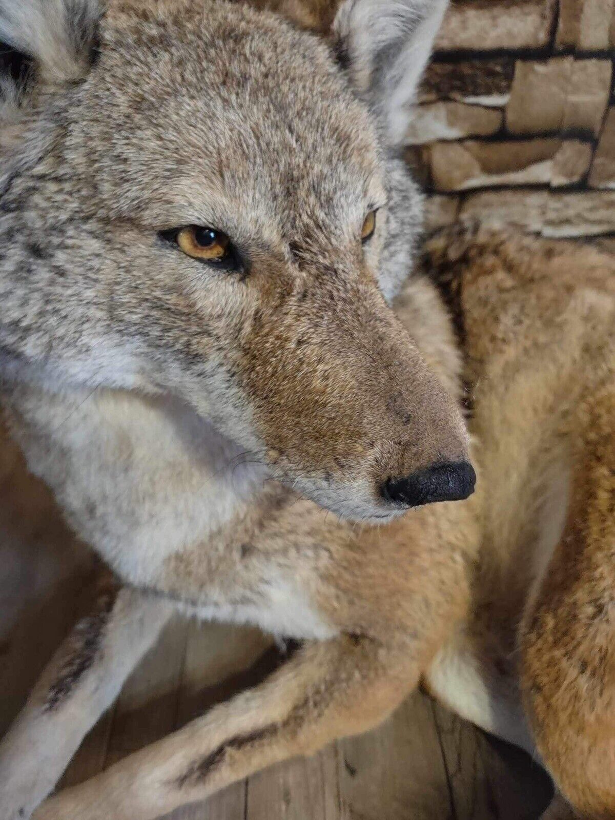 Coyote Taxidermy Custom Full Body Mount Home Camp Wall Decor Hunting Cabin