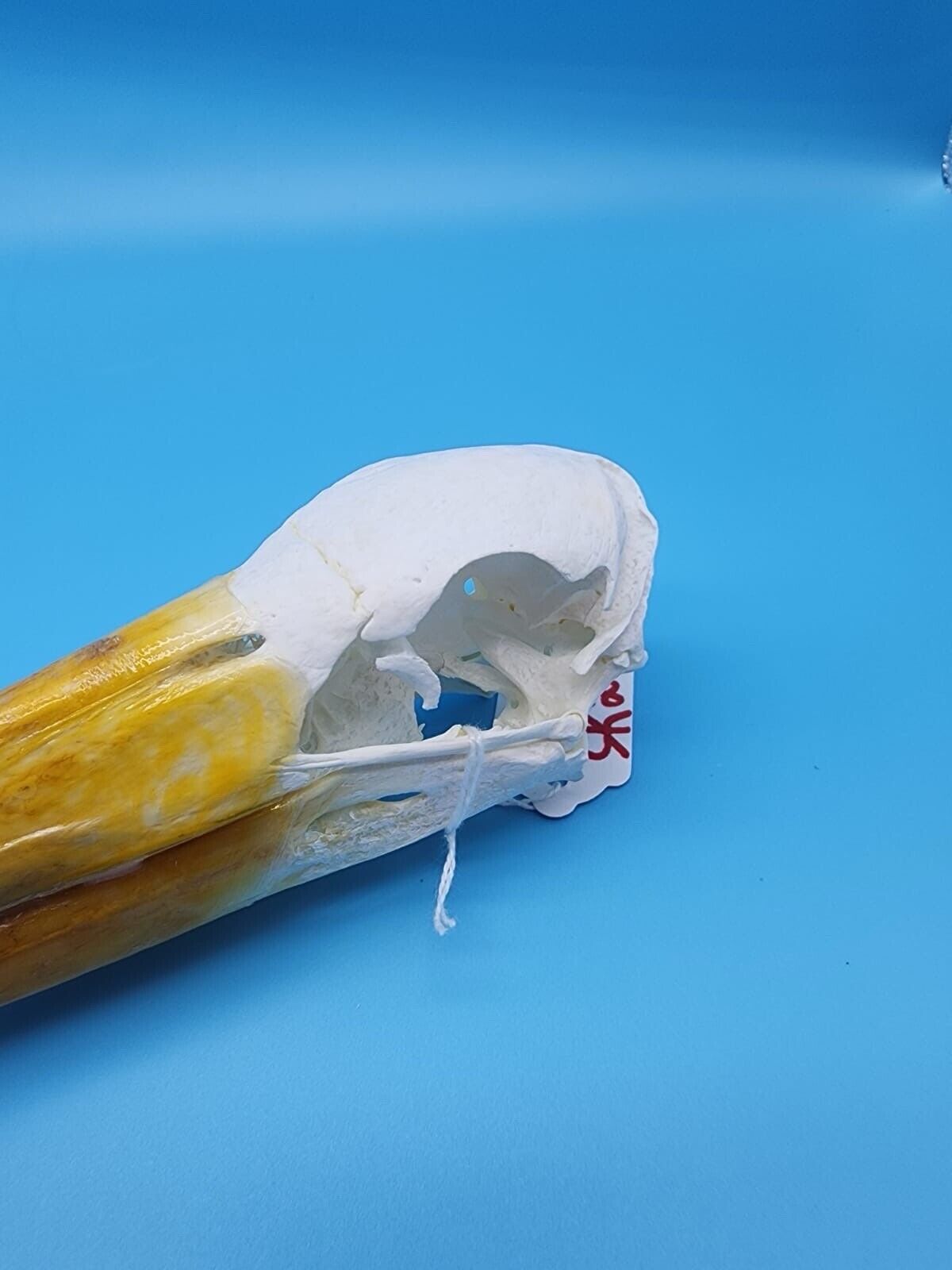 Real Yellow-billed stork Bird Skull Taxidermy Sk2