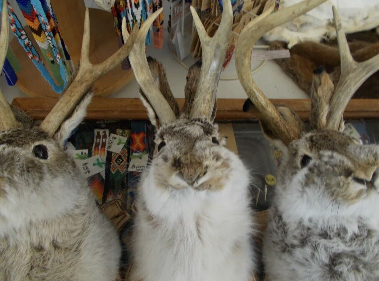 jackalopes 4 point taxidermy mount real antlers