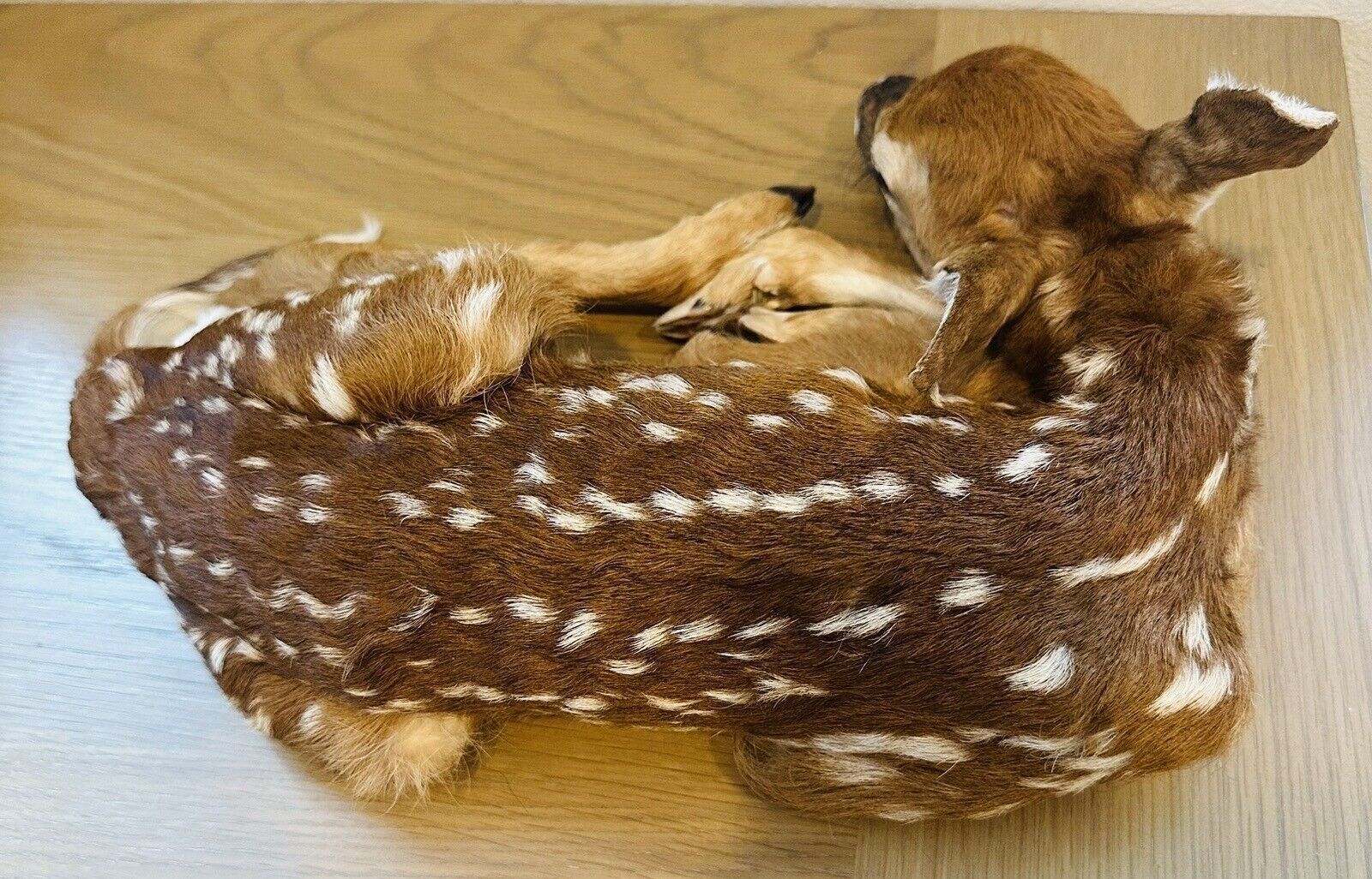 Museum Quality Real Deer Fawn Taxidermy Mount