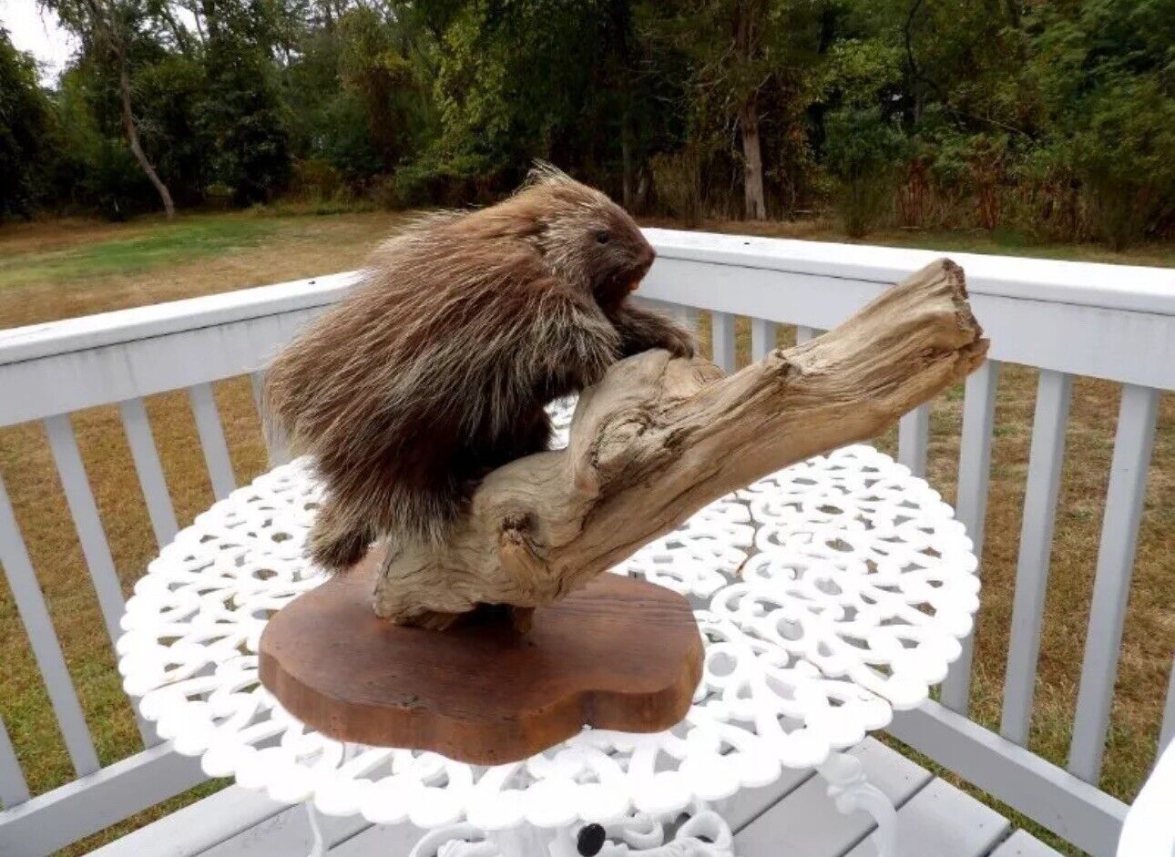 Old Taxidermy Porcupine Wooden Stand Cabin Decor