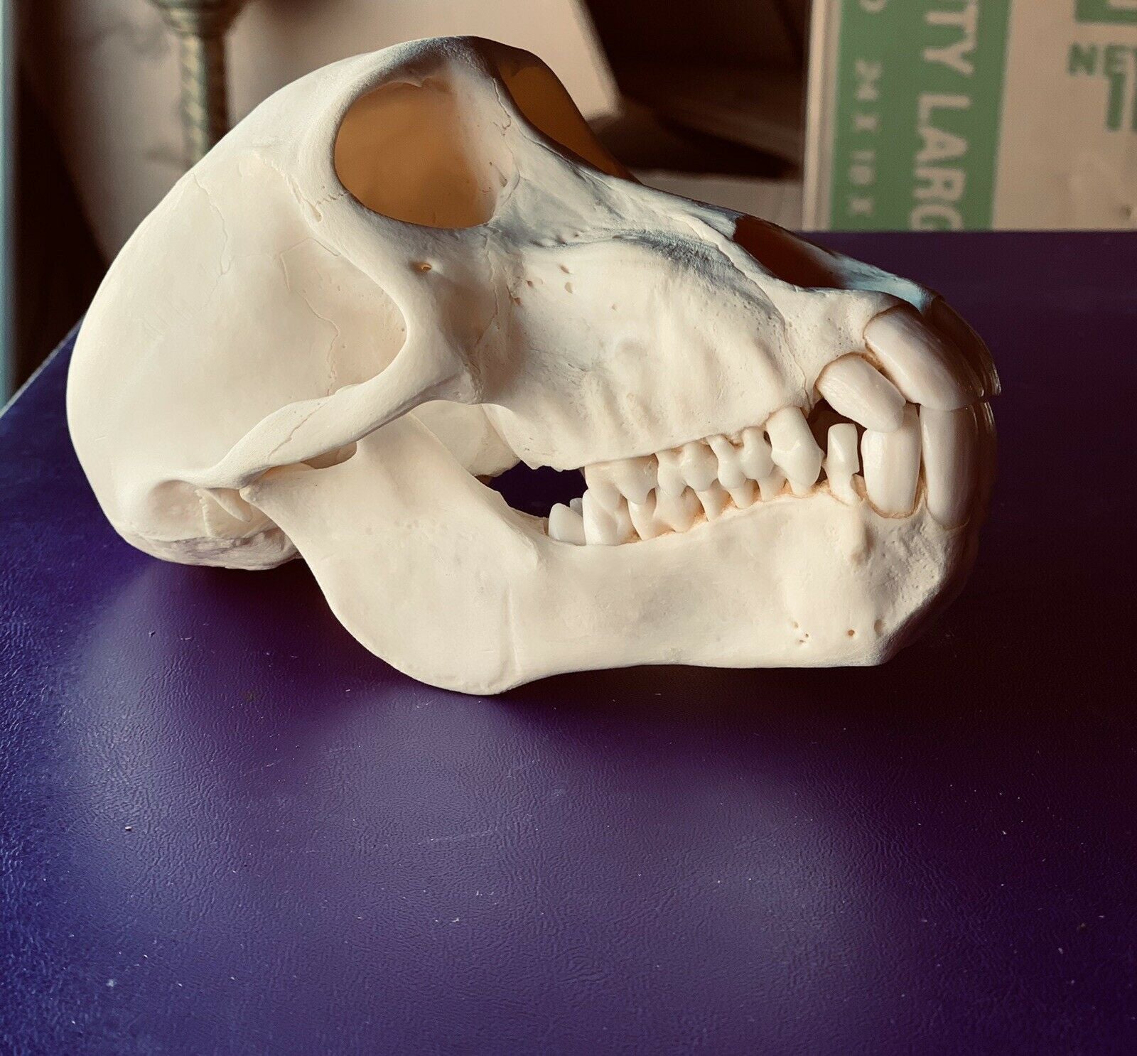 Impressive Perfect Teeth Chacma baboon Skull