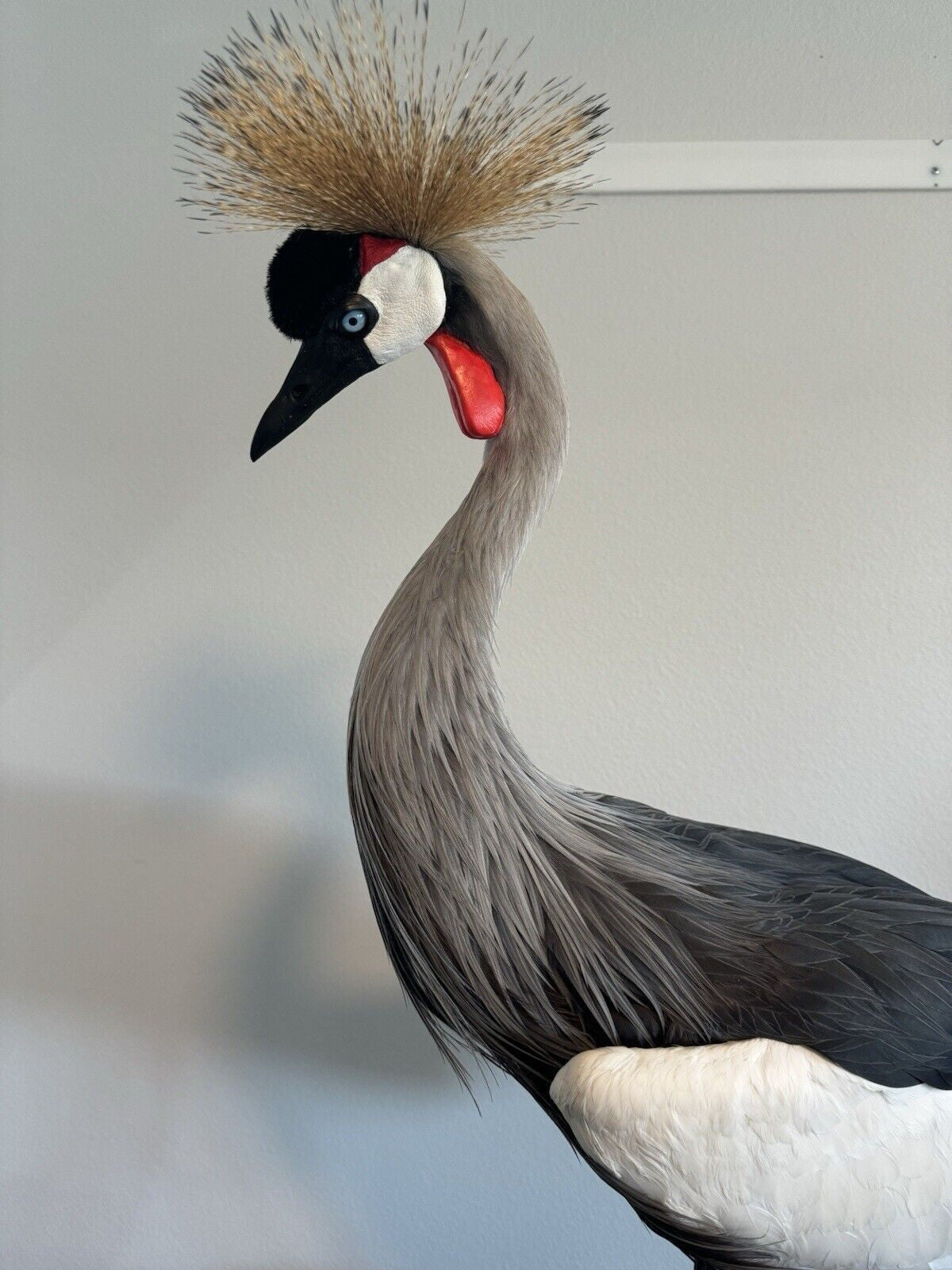 Museum Quality GREY-CROWNED CRANE TAXIDERMY BIRD MOUNT Beautiful Feathers