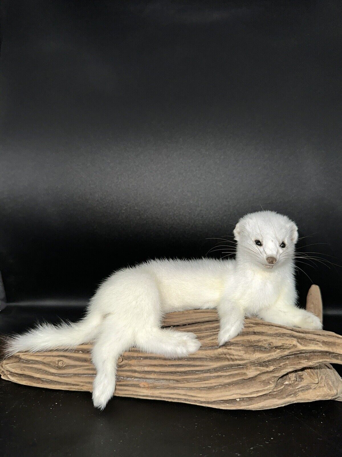 Beautiful Adorable Weasel Ermine Small Animal Taxidermy Mount Art Wildlife 21W