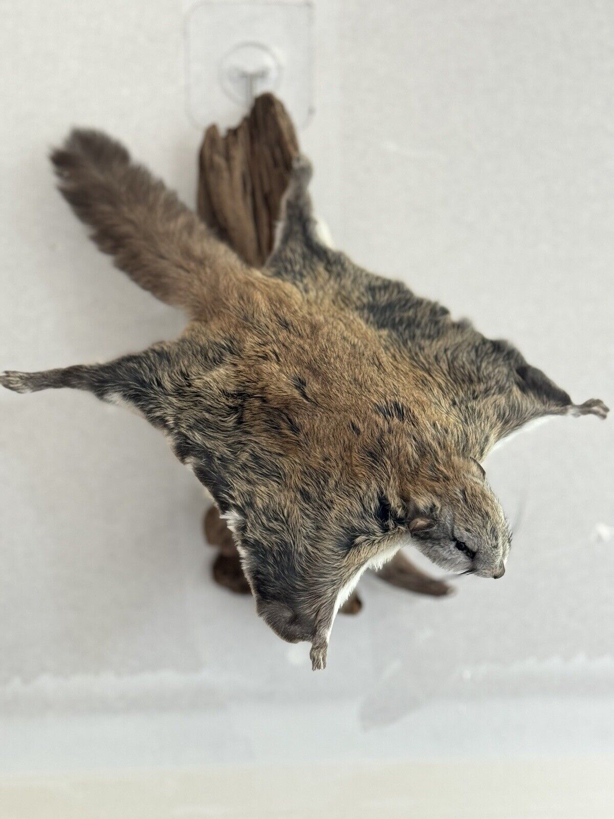 Beautiful Adorable Flying Squirrel Small Animal Taxidermy Mount Art Wildlife #7