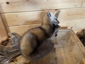 Pine Marten Alaskan Life Size Taxidermy Mount