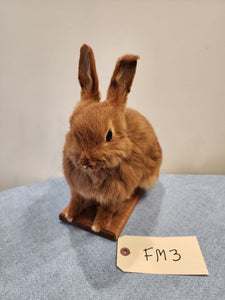 Taxidermy, CUTE, SOFT, Bunny Rabbit, Easter Bunny Log Cabin Lodge