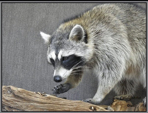 Raccoon Taxidermy Mount Fox Badger Coyote Bobcat Hunting Cabin Wildlife-Artist
