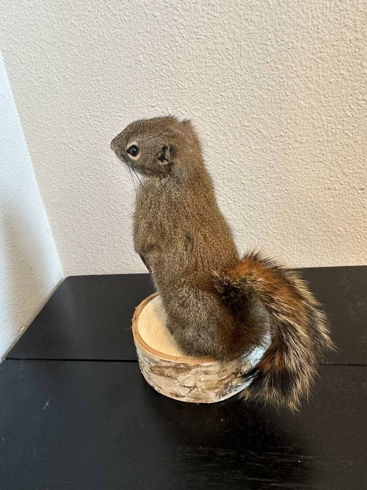 Beautiful Adorable Red Squirrel Small Animal Taxidermy Mount Art Wildlife