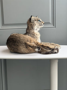 BOBCAT TAXIDERMY , Collectible,Log Cabin Decor,Outdoors,Hunting