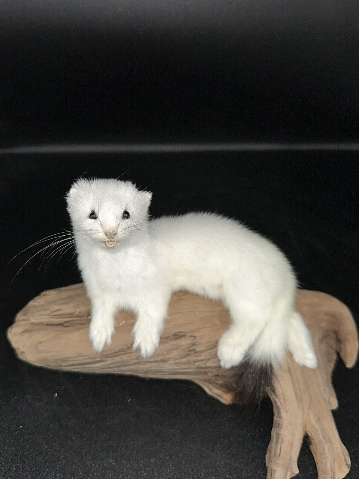 Beautiful Adorable Weasel Ermine Small Animal Taxidermy Mount Art Wildlife 18W