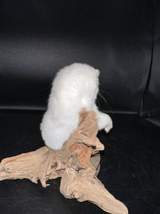 Beautiful Adorable Weasel Ermine Small Animal Taxidermy Mount Art Wildlife 19W