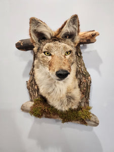 New Coyote Den Taxidermy Mount