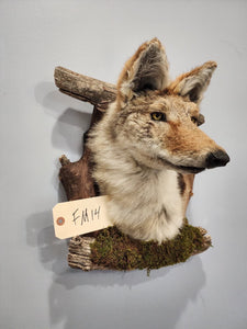 New Coyote Den Taxidermy Mount