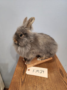 Taxidermy, CUTE, SOFT, Bunny Rabbit, Easter Bunny Log Cabin Lodge