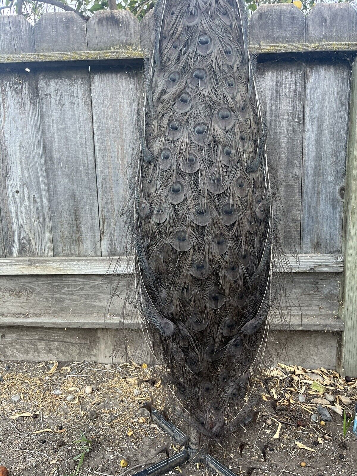 Museum quality ultra rare bronze PEACOCK Taxidermy Mount