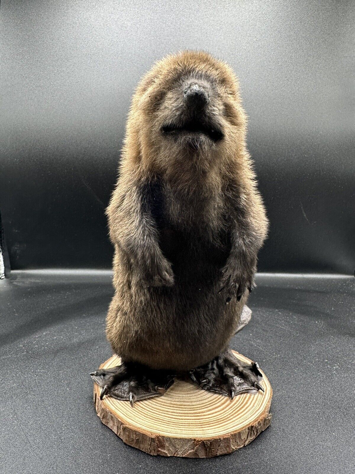 Beautiful Adorable Baby Beaver Kit Taxidermy Mount Art Wildlife 14B