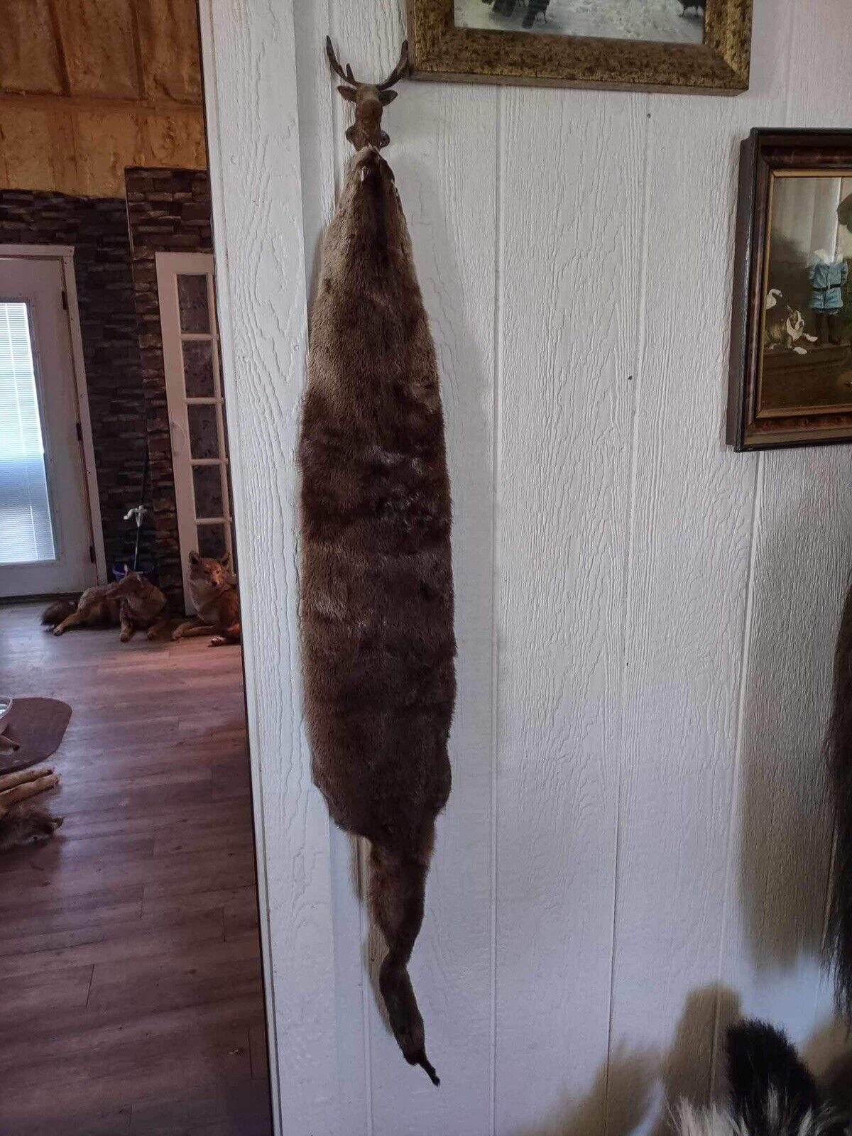 Tanned Otter Taxidermy Hide