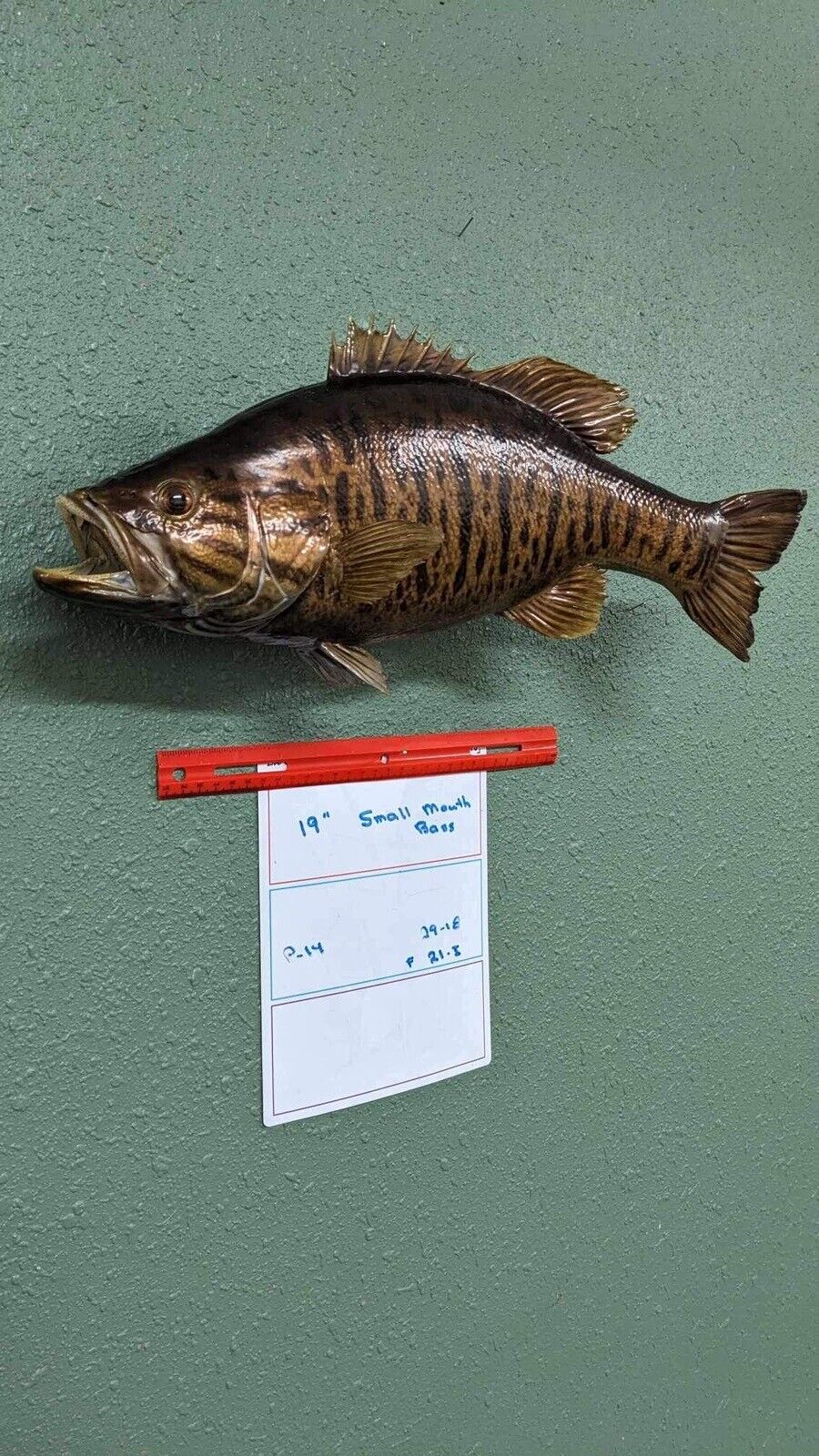 Beautiful Real Skin 19” Small Mouth Bass Taxidermy Wall Mount Art Wildlife