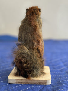 Beautiful Adorable Red Squirrel Small Animal Taxidermy Mount Art Wildlife 10S