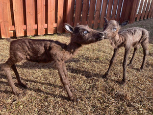 Rare Real Baby Caribou Taxidermy Soft Mount - Posable