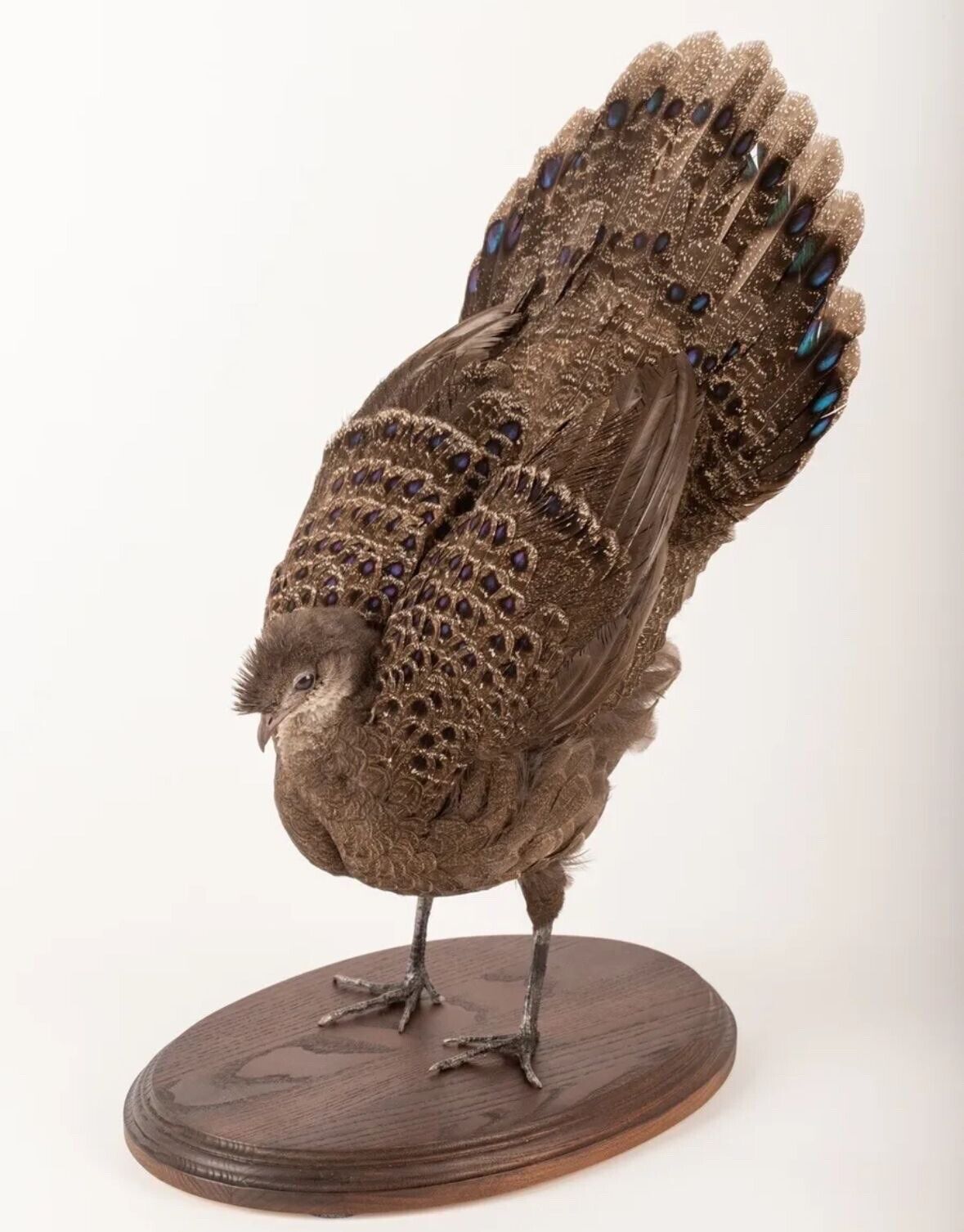 Grey Peacock-Pheasant (Polyplectron Bicalcaratum) Taxidermy Stand Mount