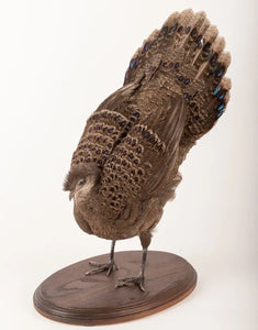 Grey Peacock-Pheasant (Polyplectron Bicalcaratum) Taxidermy Stand Mount