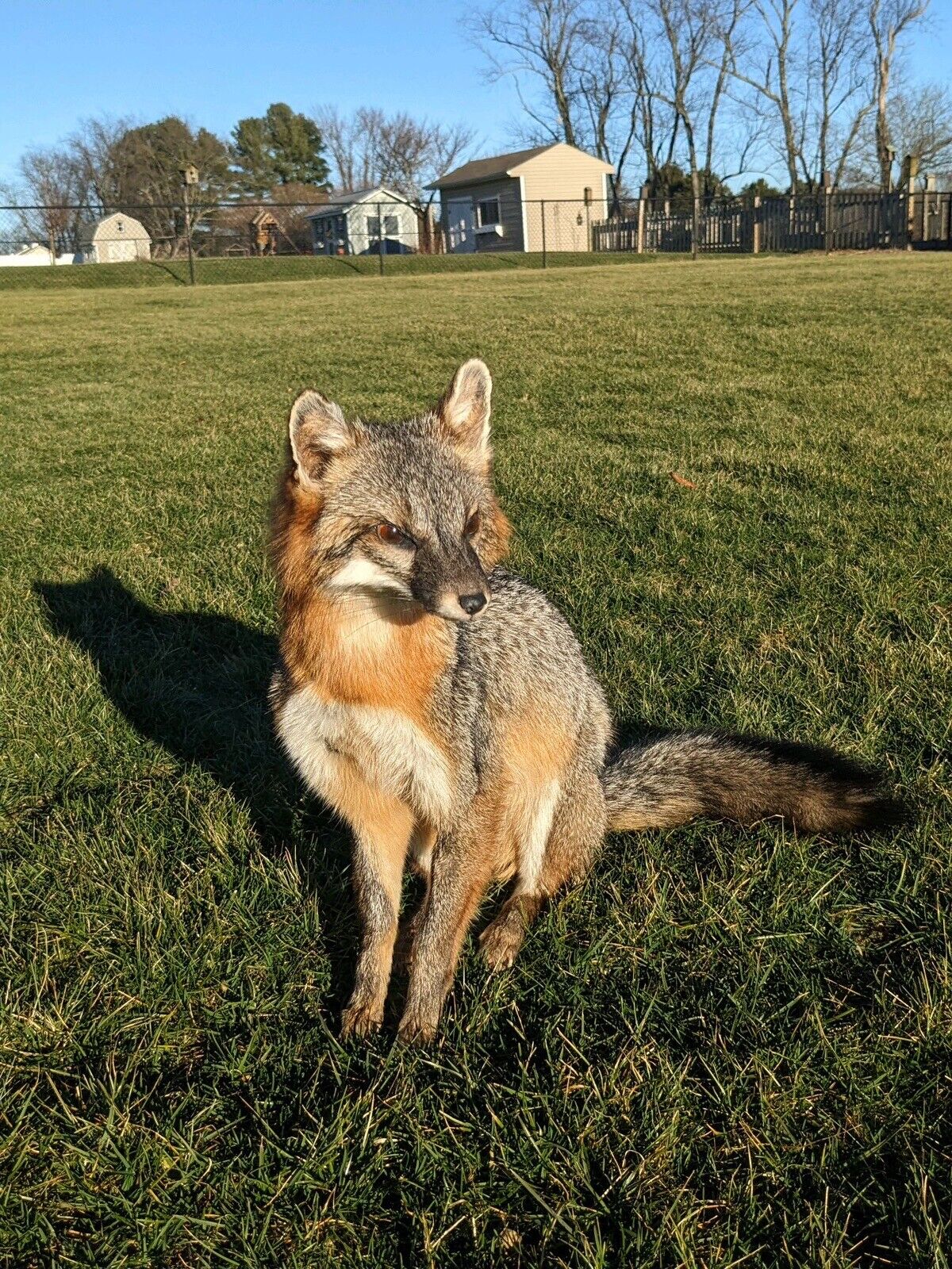 Grey Fox Taxidermy Full Body Mount Prime Fur
