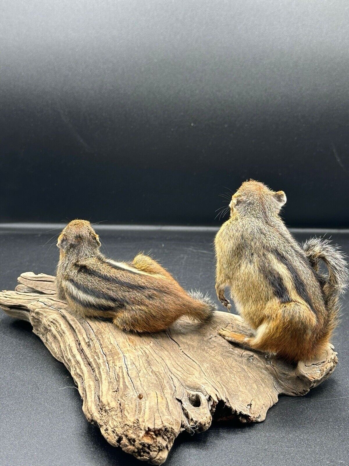 Beautiful Adorable Chipmunk Small Animal Taxidermy Mount Art Wildlife