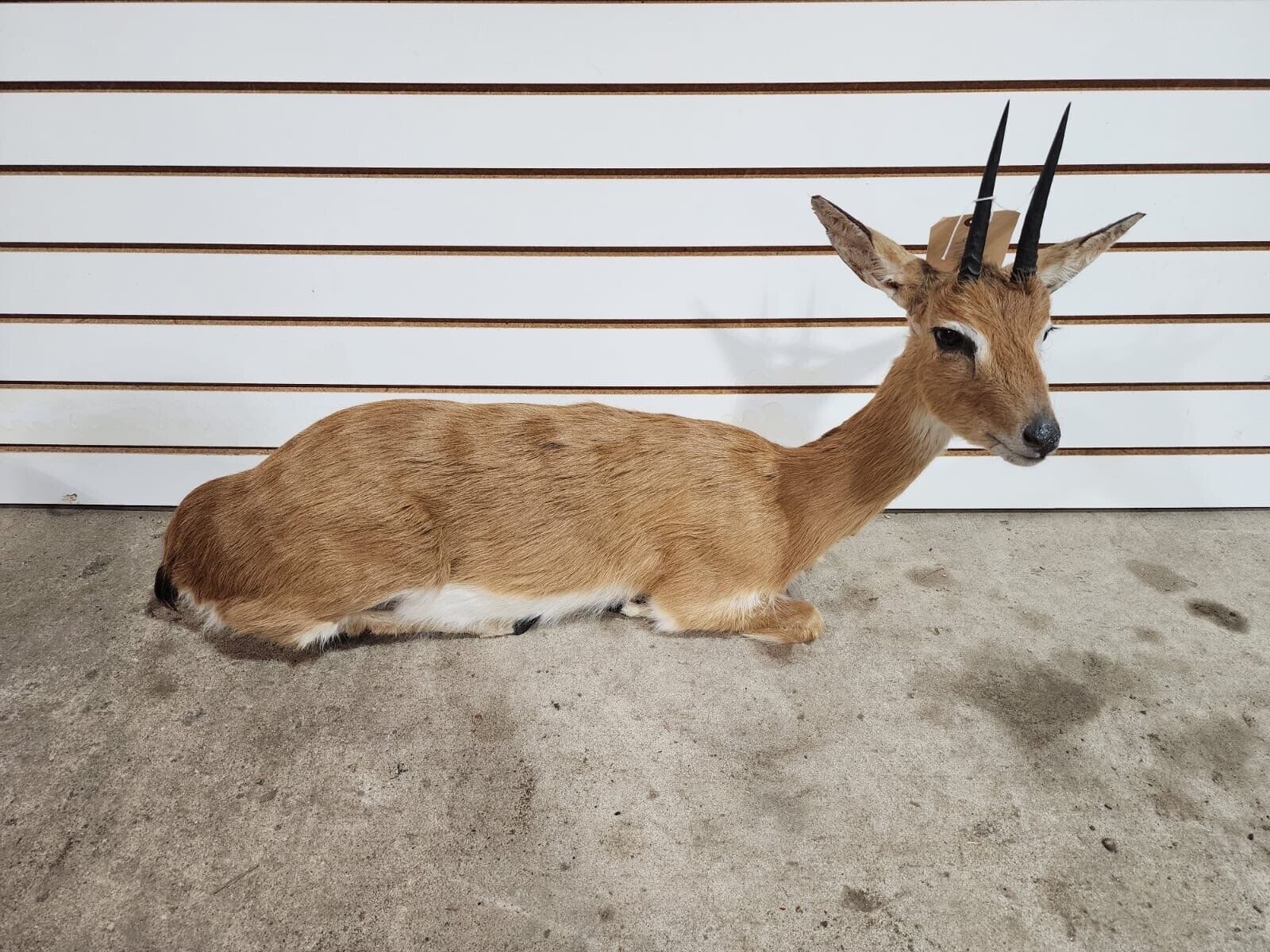 oribi, (Ourebia ourebi) Deer Fawn Taxidermy Mount