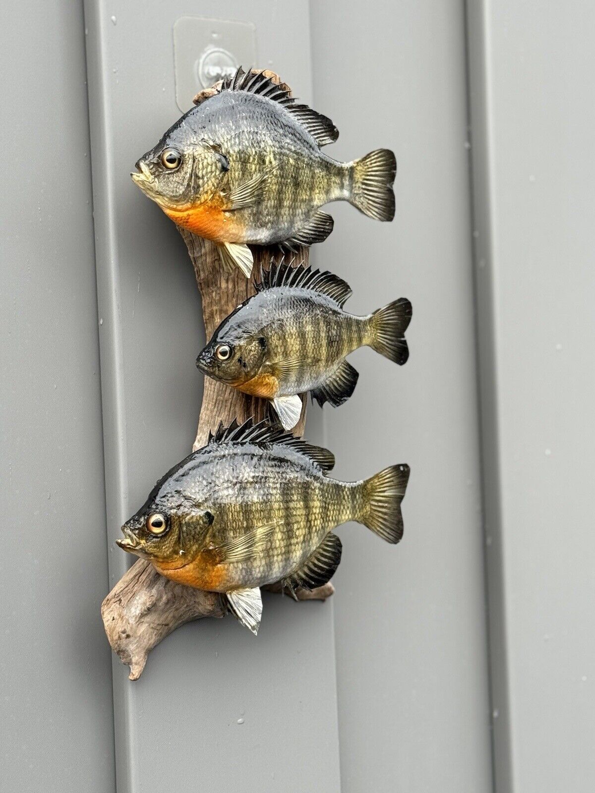 Real Skin Beautiful Sunfish Fish Taxidermy Wall Mount