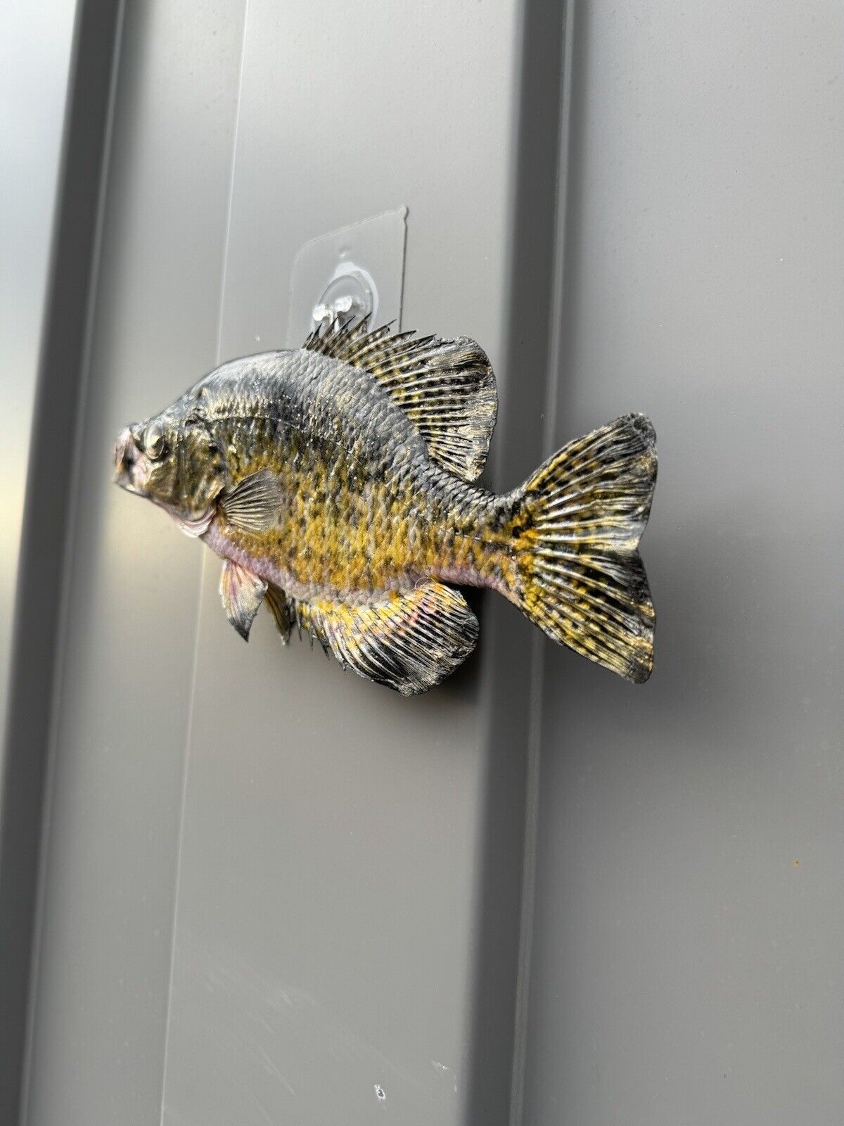 Beautiful Crappie Fish Taxidermy Wall Mount Art Wildlife