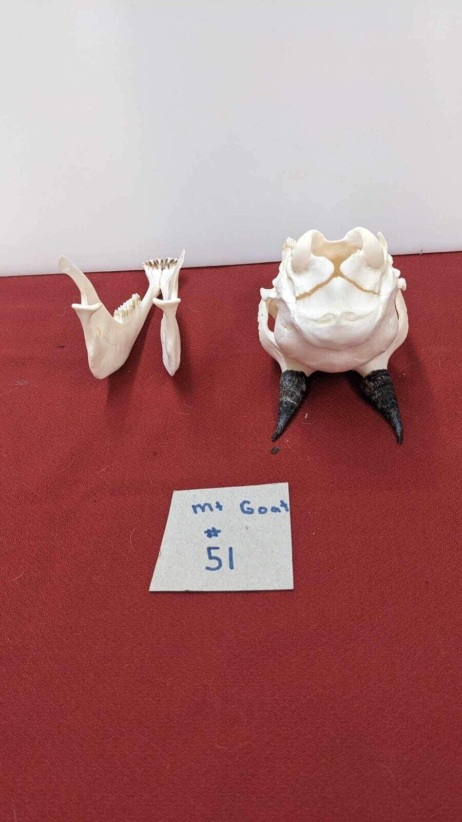 Super Rare Complete Alaskan Baby Mountain Goat Skull.