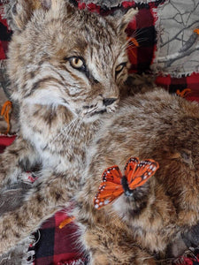 BOBCAT TAXIDERMY , Collectible,Log Cabin Decor,Outdoors,Hunting